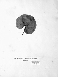 Puccinia asarina image